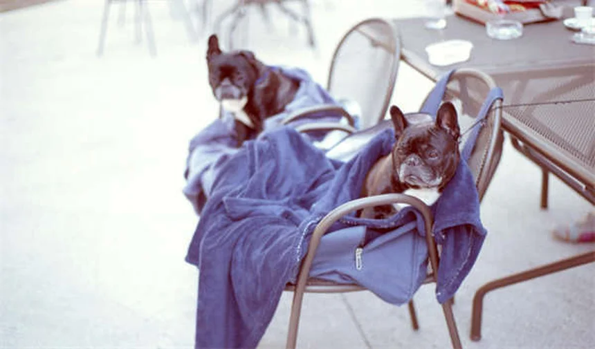 Frettchen Husten: Ursachen & Soforthilfe für dein Tier