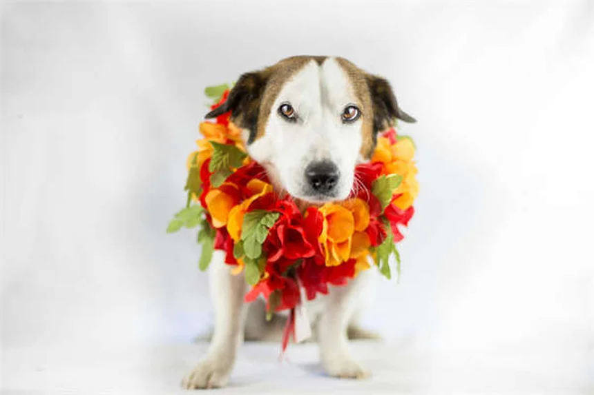 Katzennamen verstehen: So erkennen Samtpfoten ihren Ruf