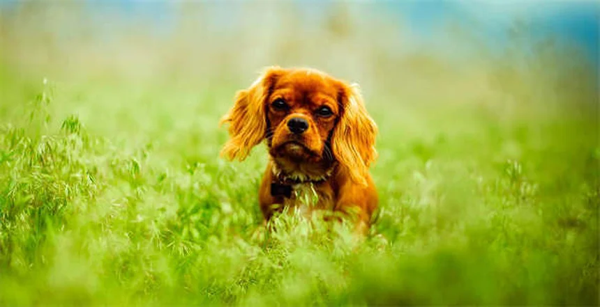 Natürliche Herzschwamm-Prävention für Hunde: Was wirklich hilft