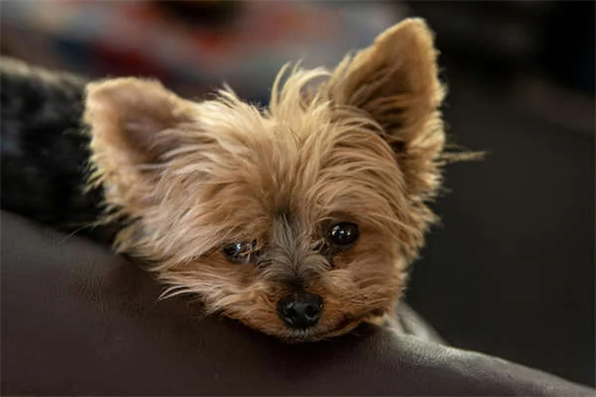 Hund auf dem Sofa - Darf er das oder nicht? 5 Fakten für dich