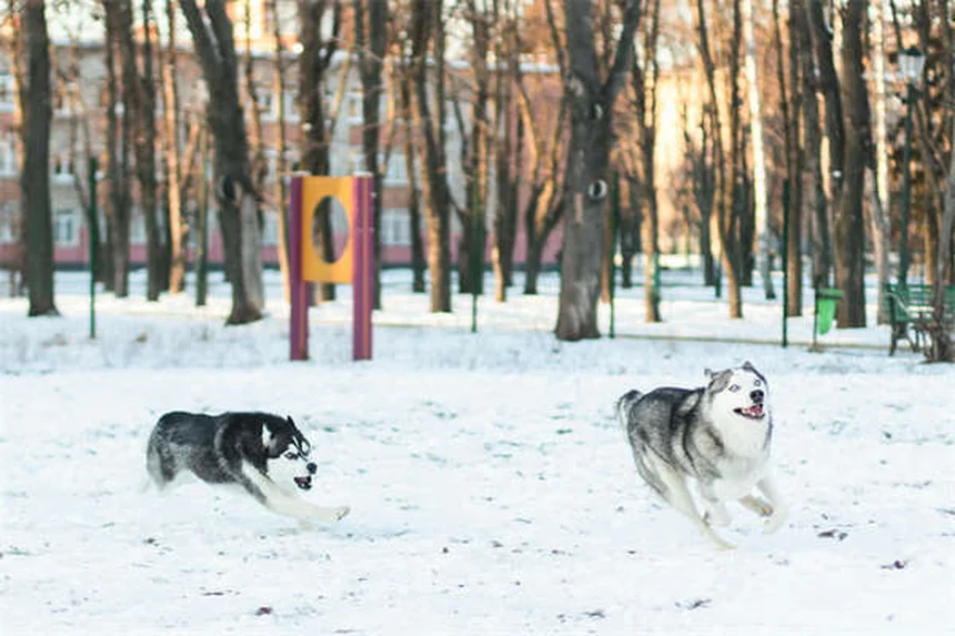 Hund atmet schwer? 5 Warnsignale für einen Notfall!