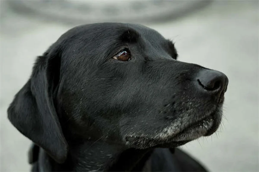 Hund atmet schwer? 5 Warnsignale für einen Notfall!