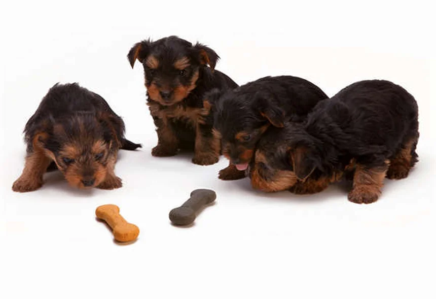 Hund pinkelt viel: Ursachen & wann zum Tierarzt?