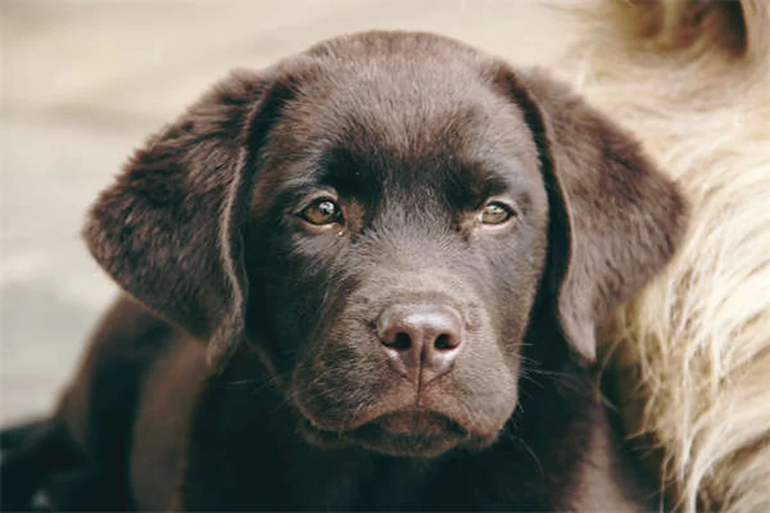 Hund pinkelt viel: Ursachen & wann zum Tierarzt?