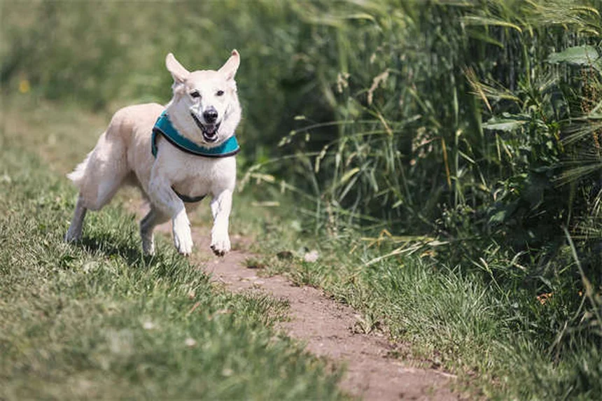 Ponazuril für Hunde: Wirkung, Dosierung & Nebenwirkungen