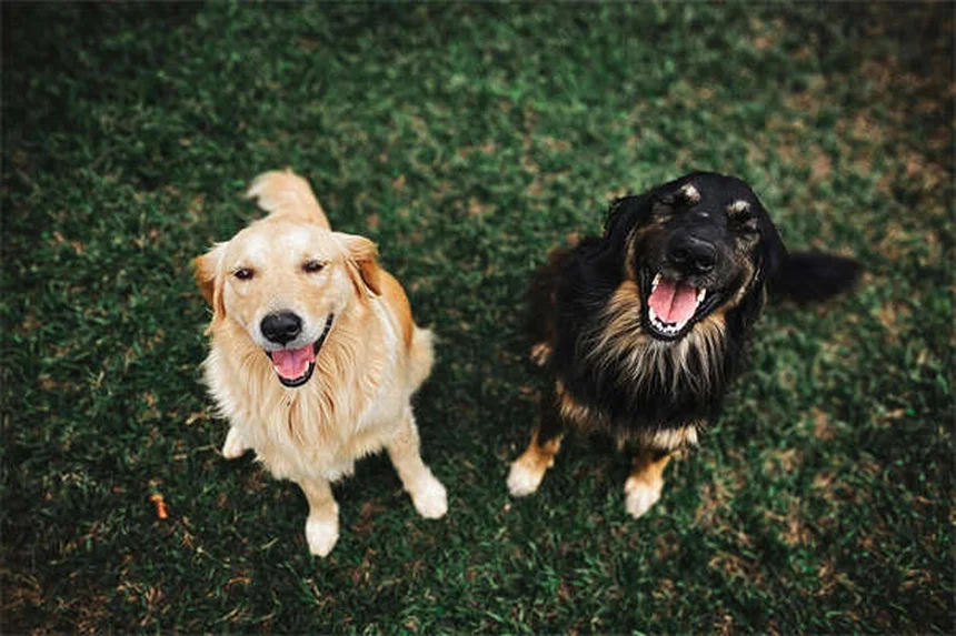 Hund abnehmen: 5 bewährte Methoden für gesunde Gewichtsreduktion