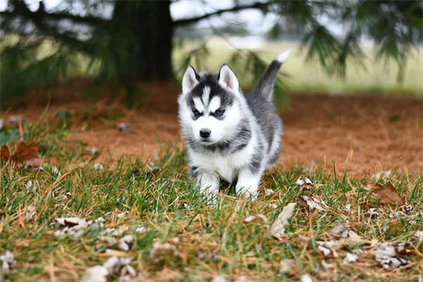 8 coole Tipps: So bleibt dein Hund bei Hitze fit und aktiv
