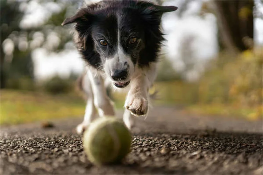 Dreibeinige Hunde & Katzen: Pflegetipps für Tripods