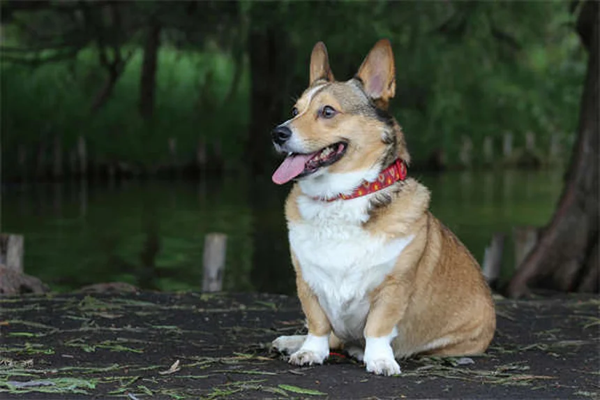 Wie Hunde Farben sehen: Die überraschende Wahrheit