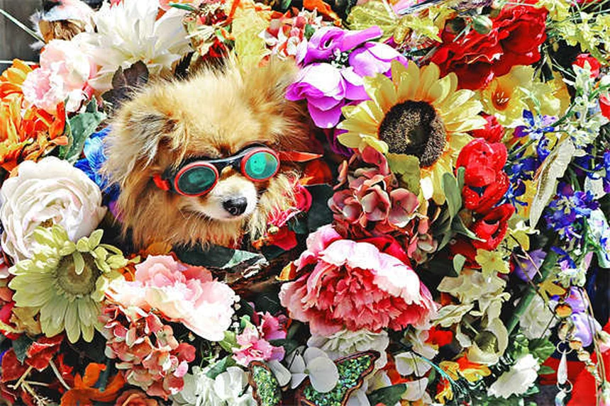 Hundeurin und Katzenurin: Was Farbe & Geruch über die Gesundheit verraten