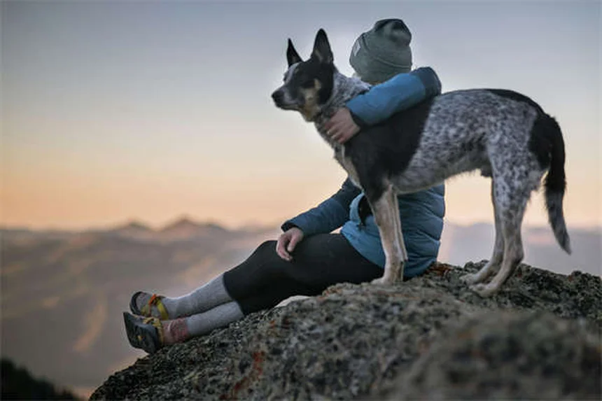 Hundeurin und Katzenurin: Was Farbe & Geruch über die Gesundheit verraten