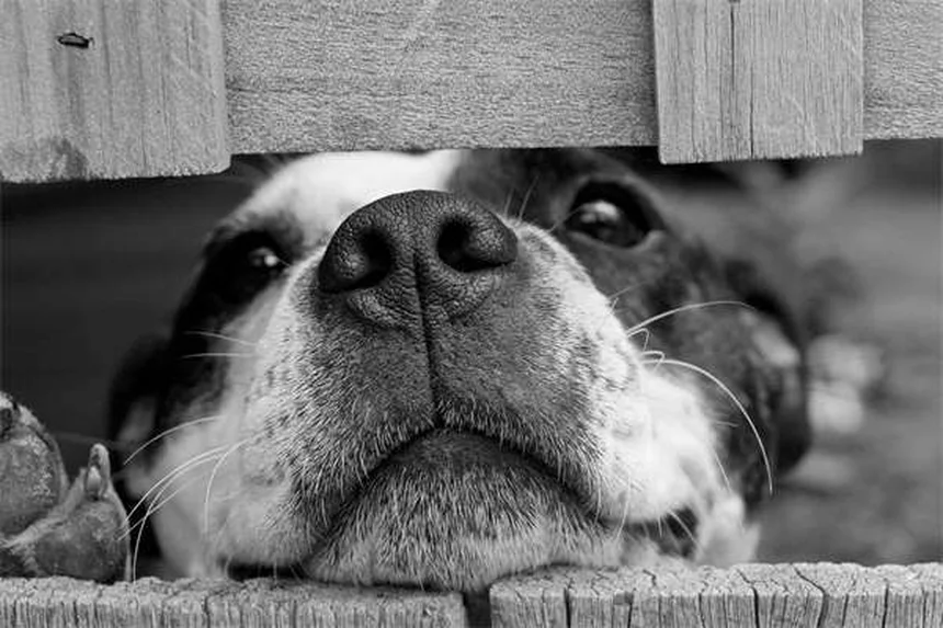 Hunderassen Charakter: Warum dein Hund anders ist als erwartet