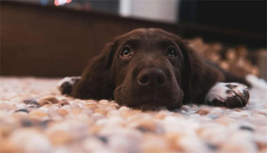 Hunderassen Charakter: Warum dein Hund anders ist als erwartet