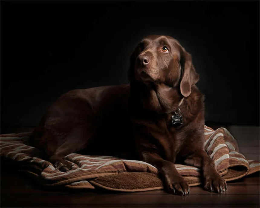 GPS-Hundeaktivitatstracker: Die besten Modelle für aktive Hunde 2024