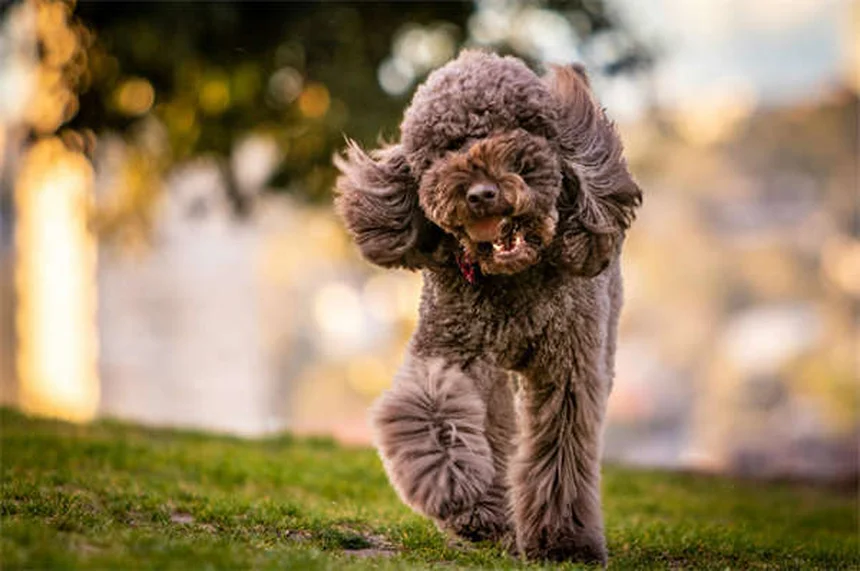 GPS-Hundeaktivitatstracker: Die besten Modelle für aktive Hunde 2024
