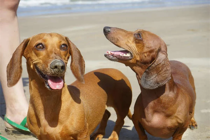 Physiotherapie für Hunde: 5 bewährte Methoden für schnelle Genesung
