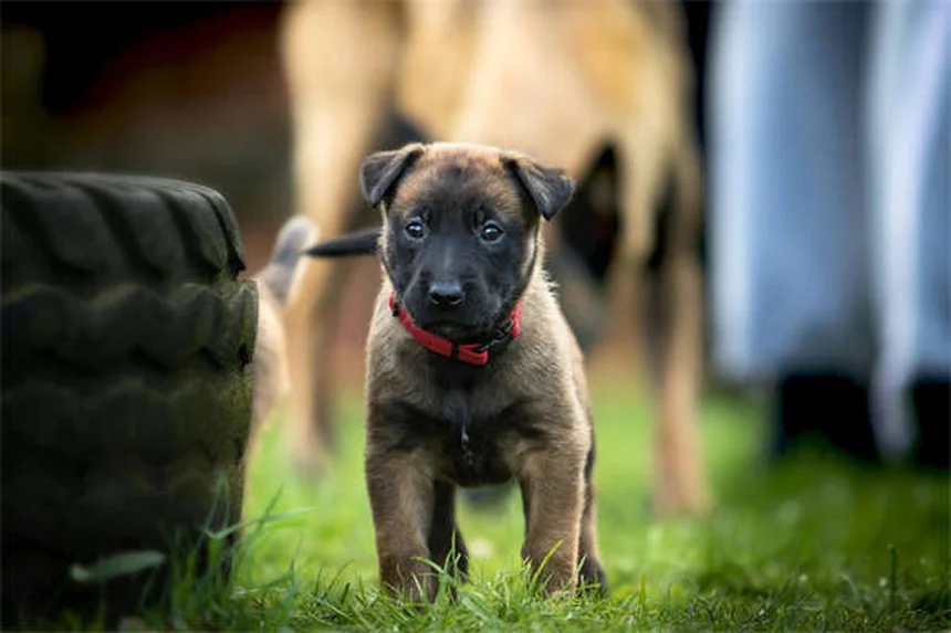 Emotional Support Animal: So wird dein Haustier zum Therapiebegleiter
