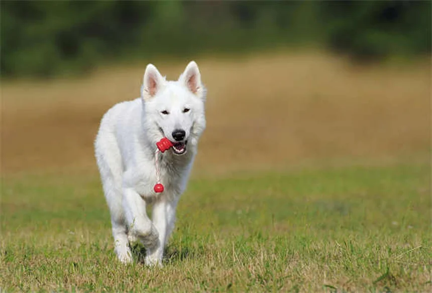 Emotional Support Animal: So wird dein Haustier zum Therapiebegleiter