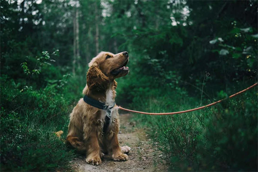 Gesunden Hund finden: Die ultimative Anleitung für deutsche Hundeliebhaber