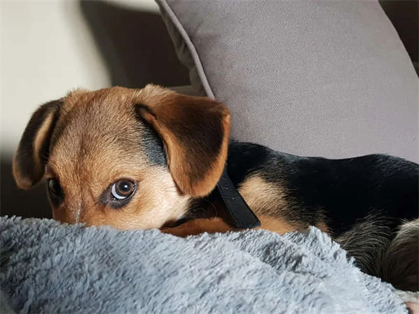 Gesunden Hund finden: Die ultimative Anleitung für deutsche Hundeliebhaber