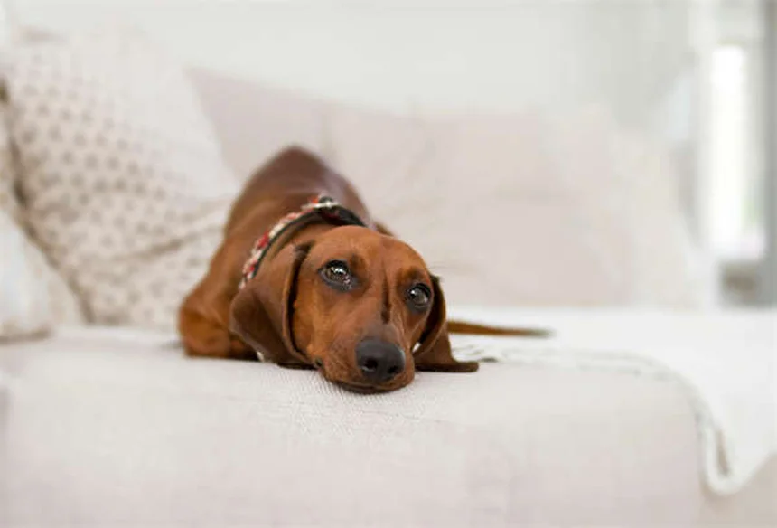 Gesunden Hund finden: Die ultimative Anleitung für deutsche Hundeliebhaber