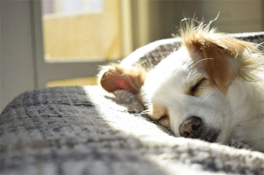 Weihnachtsbaum-Sicherheit für Hunde: 6 lebenswichtige Tipps