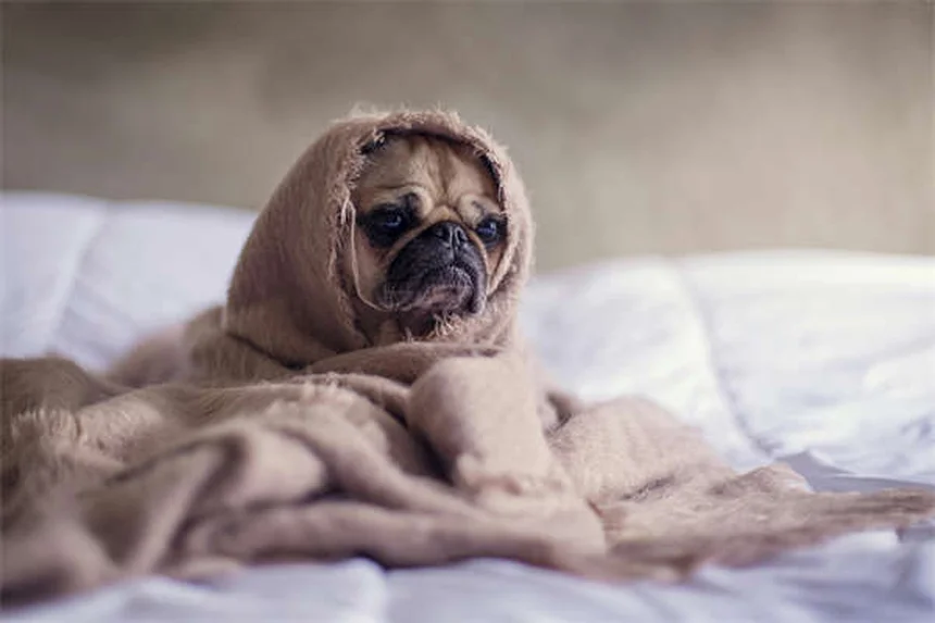 Weihnachtsbaum-Sicherheit für Hunde: 6 lebenswichtige Tipps
