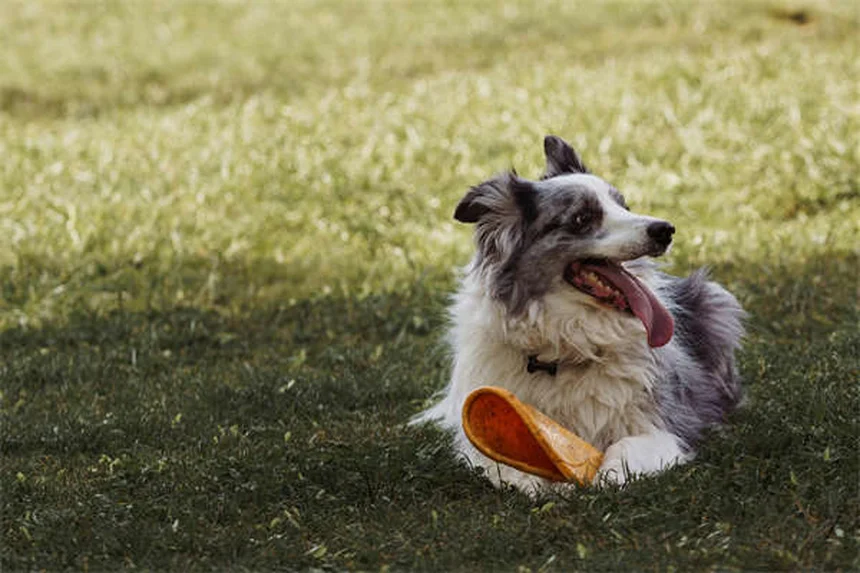 Hund Inkontinenz: Ursachen & Behandlung - Was wirklich hilft!