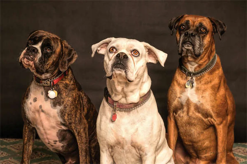 Dreibeinige Hunde: So leben Tripod-Hunde glücklich & gesund