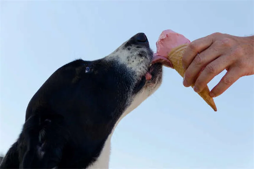 Dreibeinige Hunde: So leben Tripod-Hunde glücklich & gesund