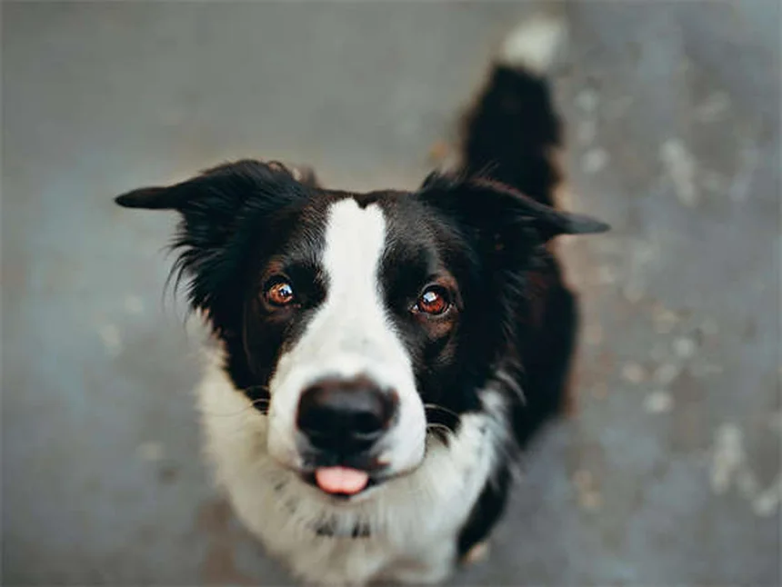 Hortensien giftig für Hunde? Das musst du wissen!