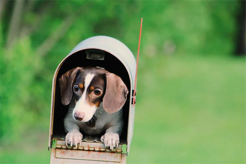 Hortensien giftig für Hunde? Das musst du wissen!