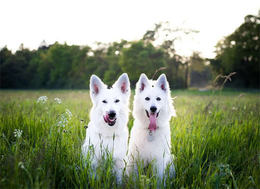 Hortensien giftig für Hunde? Das musst du wissen!